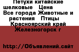 Петухи китайские шелковые › Цена ­ 1 000 - Все города Животные и растения » Птицы   . Красноярский край,Железногорск г.